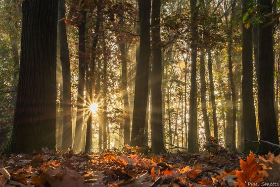 Het Hobos in het ochtendgloren - Pelt