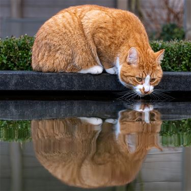 Hamont-Achel - Het is Werelddierendag – ook voor Matteo!