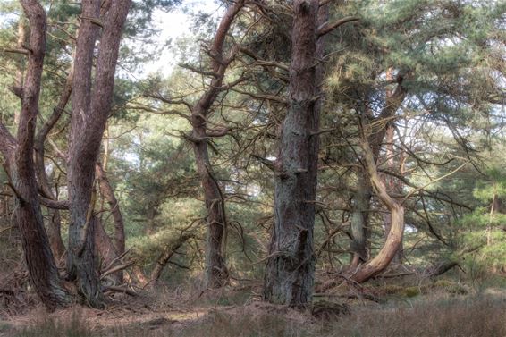 Het Lommelse 'bos van de dansende bomen' - Lommel