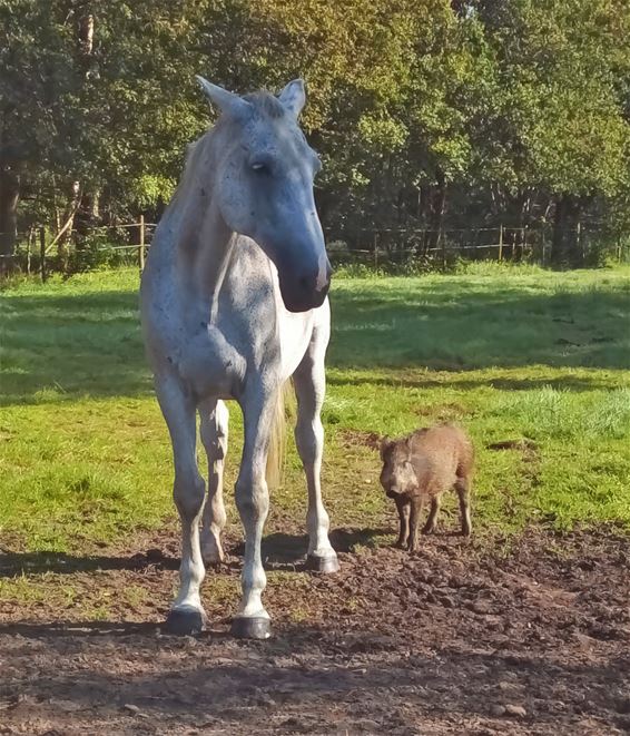 Het paard en het everzwijn - Peer