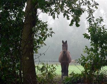 Het Vlaamse paard - een blijver