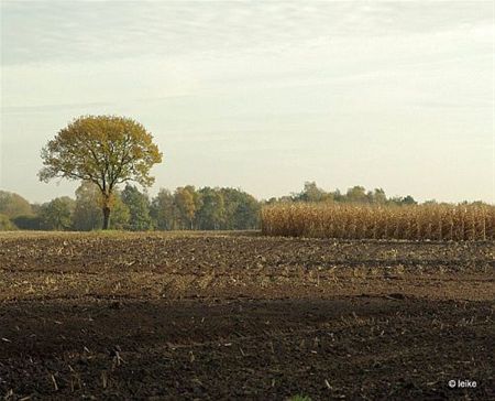 Het winterkleed over de akkers - Hamont-Achel