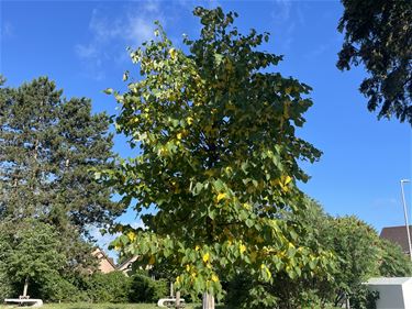 Beringen - Hittestress bij bomen
