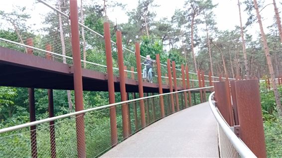 Hoge bomen vangen veel wind - Hechtel-Eksel