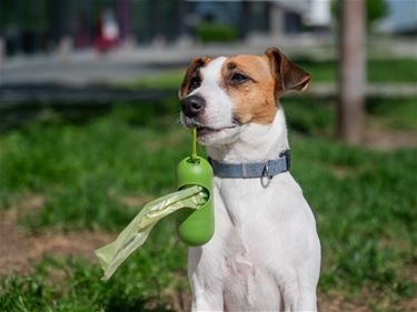 Hondenpoep blijft bron van ergernis in Lommel - Lommel