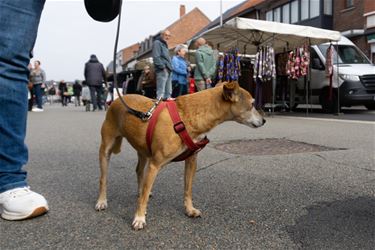 Hondenwandeling - Leopoldsburg