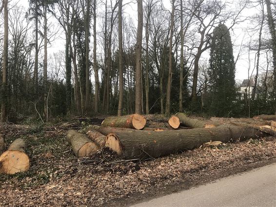 Honderden bomen geveld in kader van beheerwerken - Houthalen-Helchteren