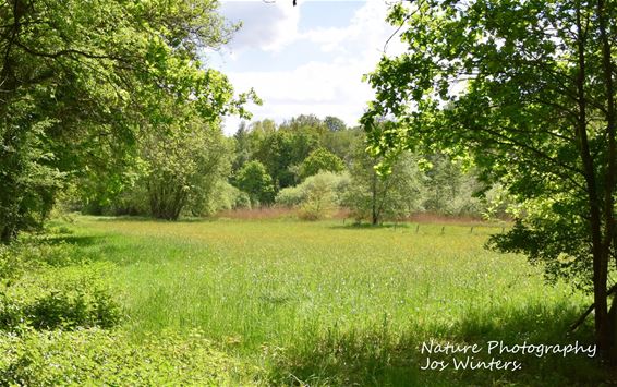 Hechtel-Eksel - Hooiland in de Dommelvallei