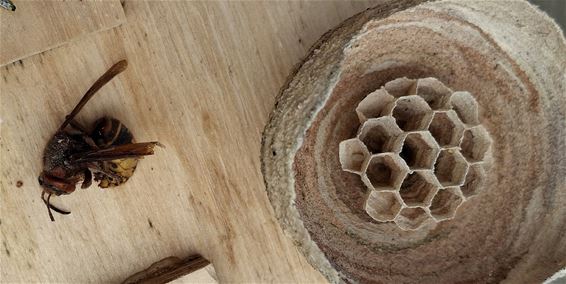 Hoornaar bouwt nest in nestkastje - Pelt