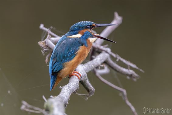 IJsvogel gespot in De Luysen
