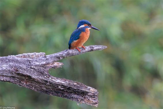 Bree - IJsvogeltje haarscherp in beeld aan De Luysen