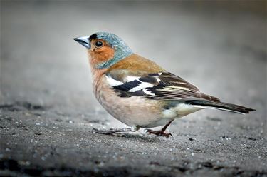 Illegale vogelvangers betrapt