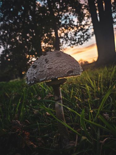 In de Kolonie, daar staat een paddenstoel... - Lommel