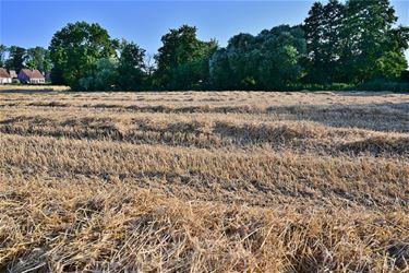 In juli zonnebrand, wenst ieder op het land - Beringen & Leopoldsburg