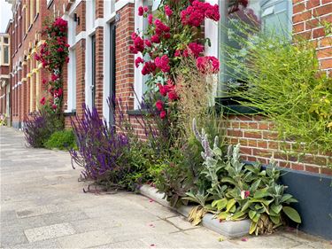 Bree - Infosessie voor planten stads- en geveltuintjes