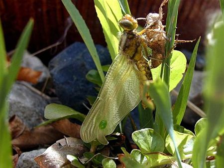 Is het een pterostigma? - Overpelt
