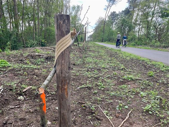 Jonge boompjes vernield - Beringen