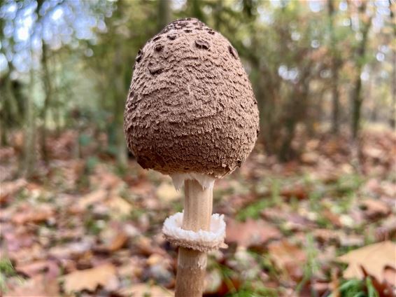 Jonge parasolzwam duikt op in het bos - Pelt