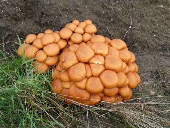 Josh laat ze staan - Peer