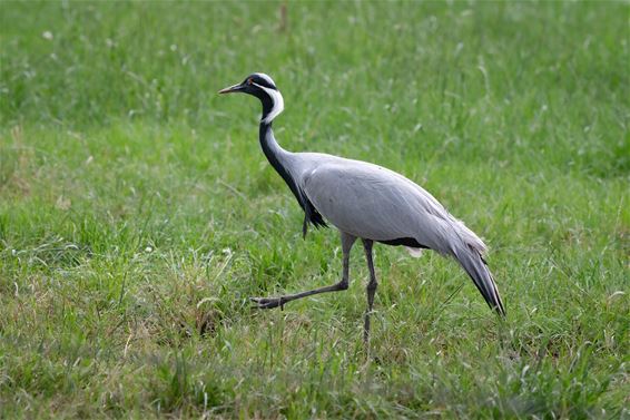 Jufferkraanvogel - Hamont-Achel