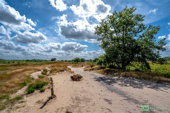 Juni: meer regen, minder zon - Pelt