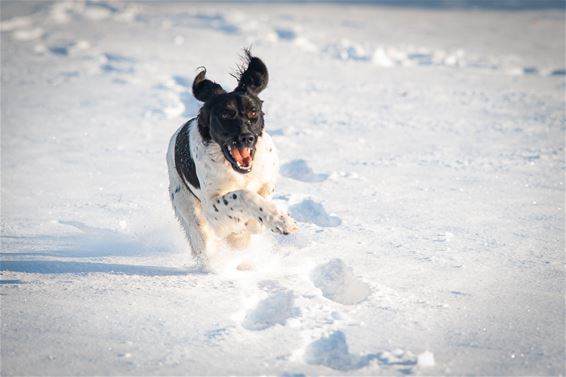 'k voel me zo gelukkig in de eerste sneeuw - Hamont-Achel