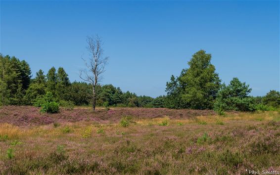 Kattenbos, een natuurparel - Lommel