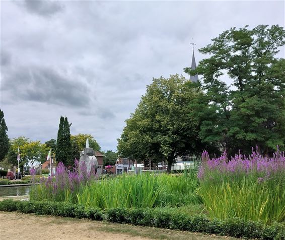 Kattenstaarten kleuren de 'Achelse vijver' - Hamont-Achel
