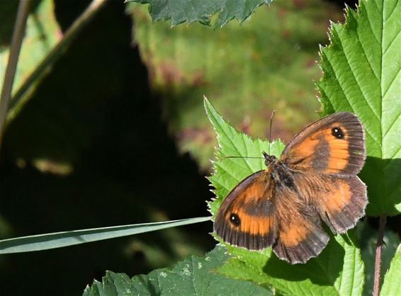 Ken je vlinder: het oranje zandoogje - Pelt