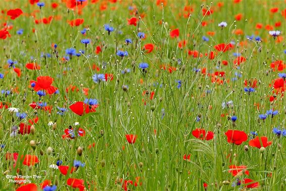 Klaprozen en korenbloemen - Hamont-Achel