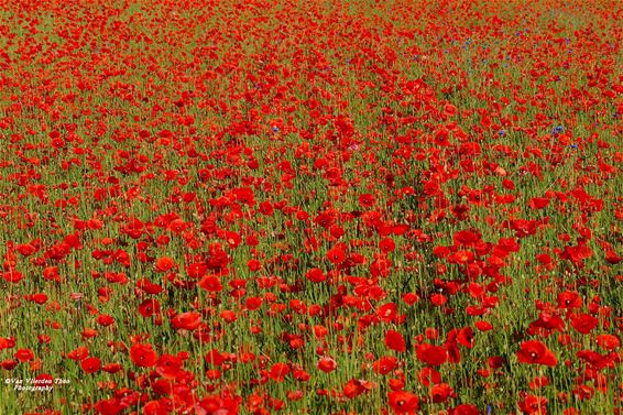 Klaprozen kleuren de velden rond de Achelse Kluis - Hamont-Achel