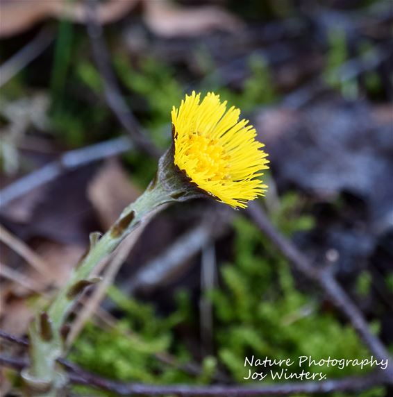 Klein hoefblad kondigt het vroege voorjaar aan - Hechtel-Eksel