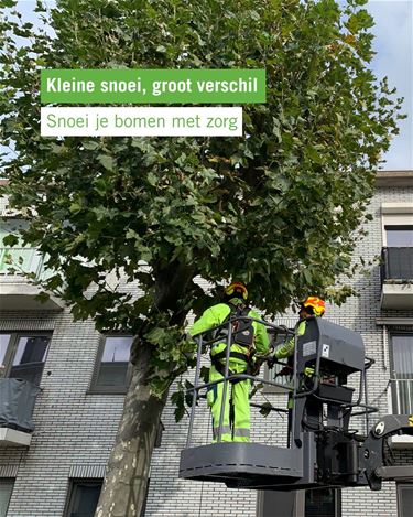 Kleine snoei maakt groot verschil voor bomen - Hamont-Achel