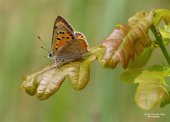 Kleine vuurvlinder: felle flits boven het gras