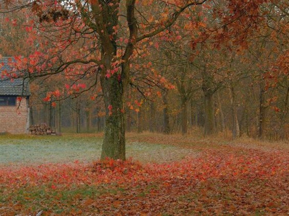 Kleuren van de late herfst - Hamont-Achel