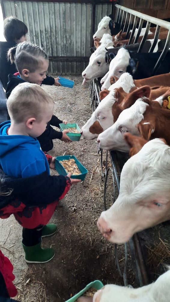 Kleuters op boerderijbezoek - Tongeren