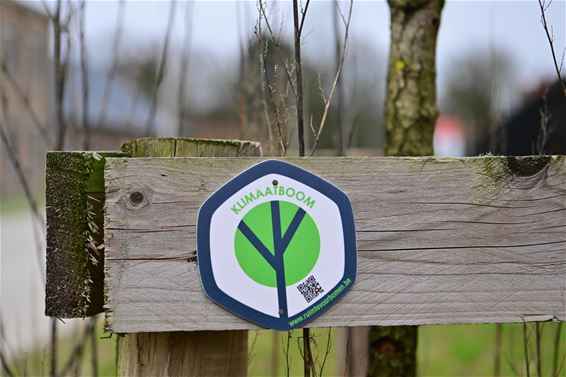 Klimaatbomen in je straat of tuin - Leopoldsburg