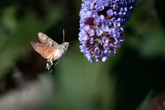 Kolibrievlinder blijft een fotografische uitdaging - Hamont-Achel