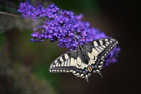 Koninginnenpage op bezoek in de tuin - Hamont-Achel