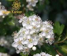 Koop een azalea en steun Kom op tegen Kanker - Peer