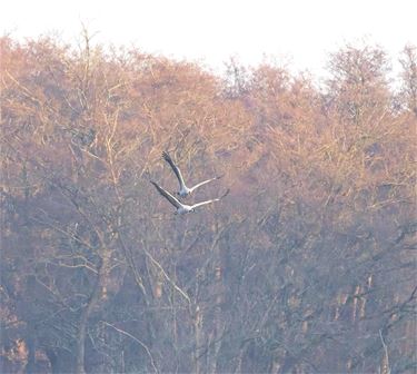 Kraanvogels - Beringen