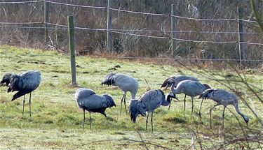 Kraanvogels in Koersel - Beringen