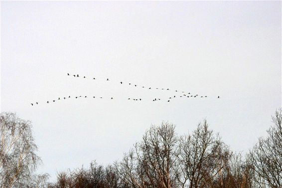 Kraanvogels op de terugweg - Neerpelt