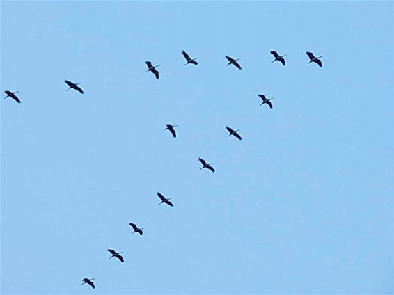 Kraanvogels over Lommel - Lommel