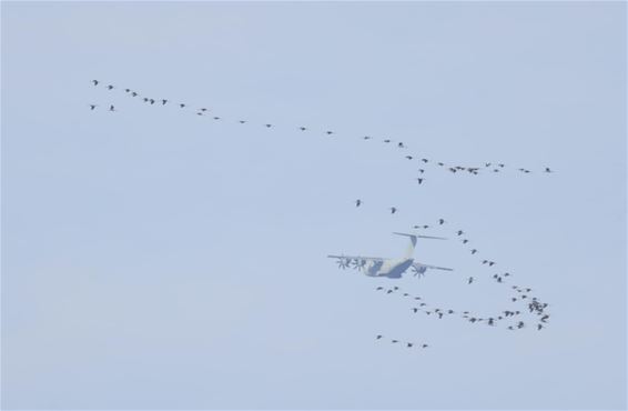 Kraanvogels trekken over - Beringen