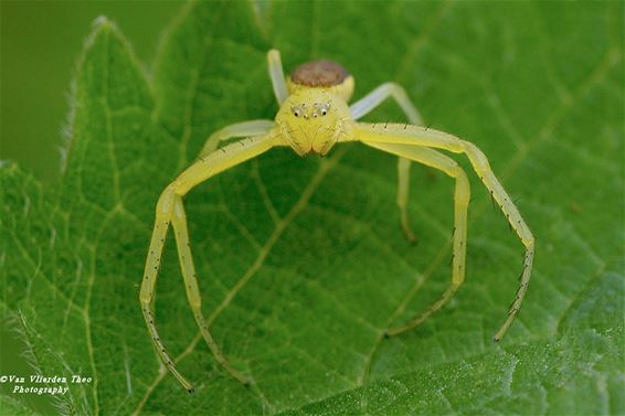 Hamont-Achel - Krabspin gespot in De Bever