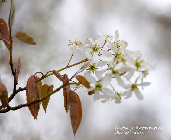 Hechtel-Eksel - Krentenboom kleurt Eksel wit in de lente