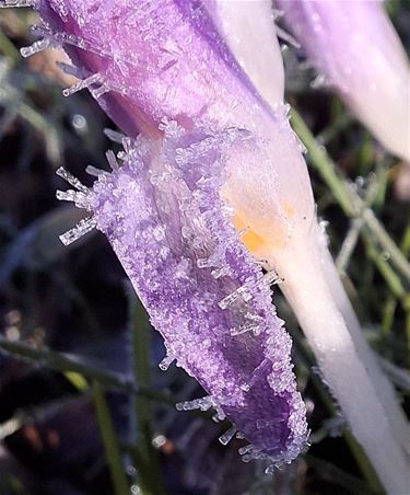 Krokussen met een ‘ijsjasje’ - Pelt