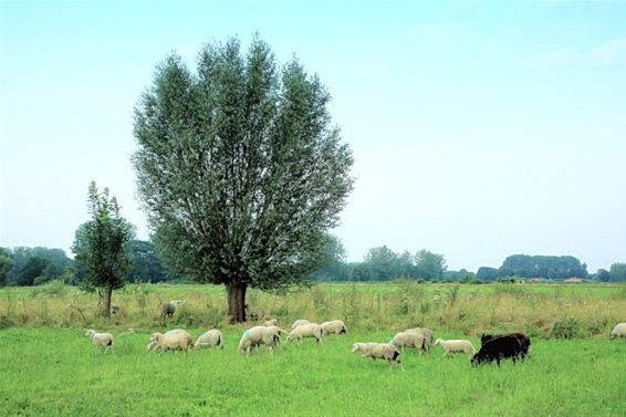 Kudde schapen in Kolonie - Lommel