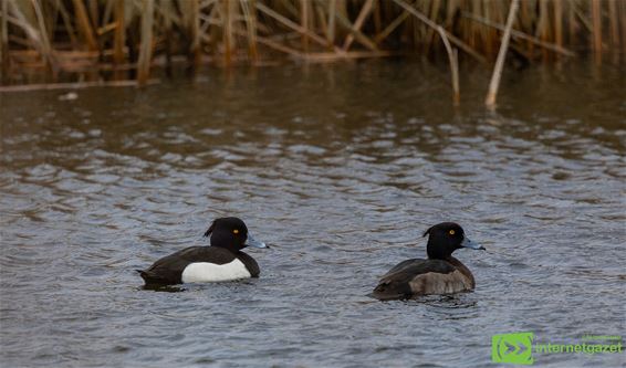 Kuifje(s) in 't Hageven - Pelt